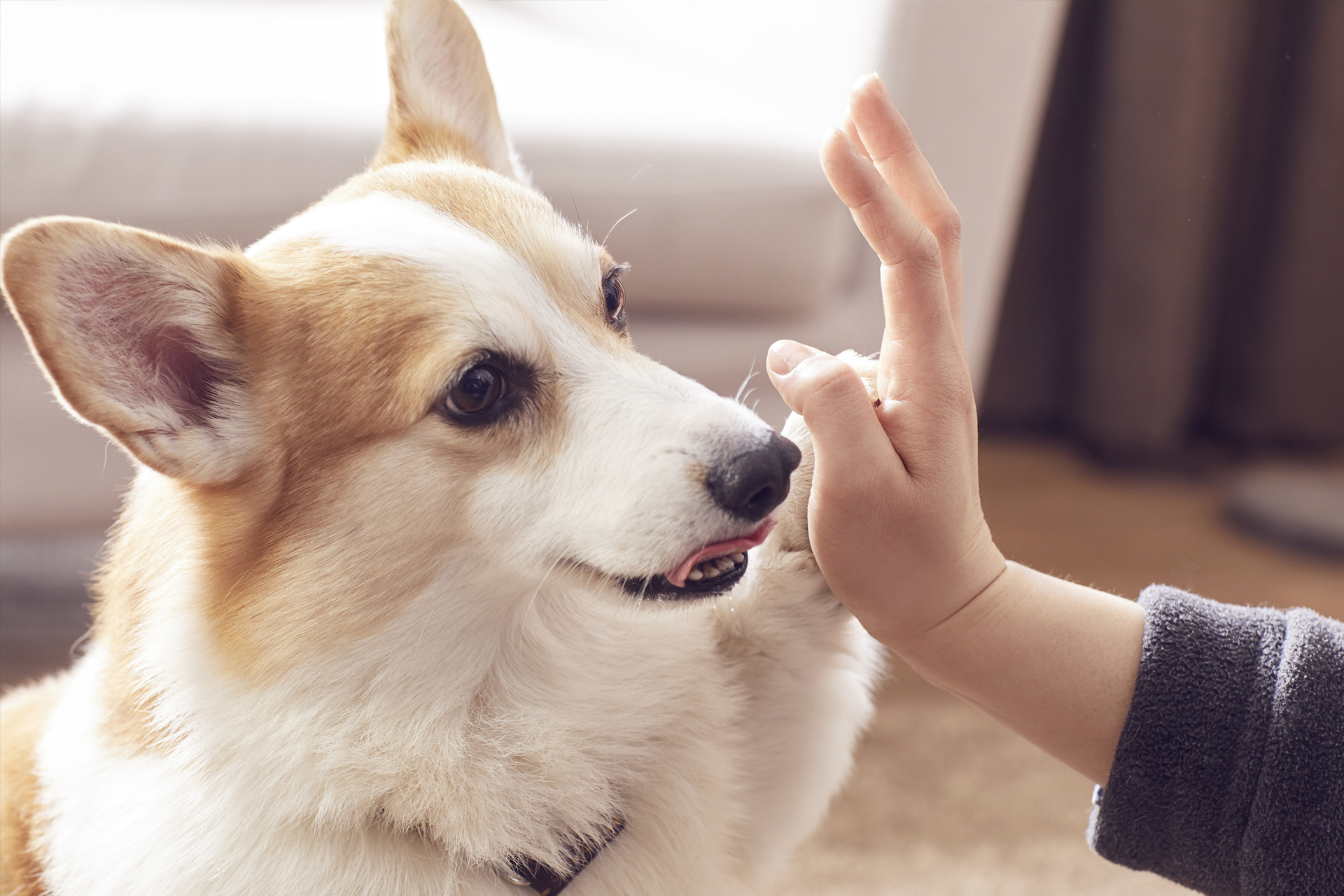 Luxury Pet Brand Visual Identity